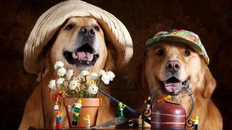 Dogs in hat wallpaper