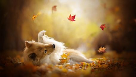 Autumn Bliss with a Playful Dog wallpaper