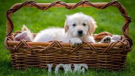 Adorable Puppy in a Woven Basket wallpaper