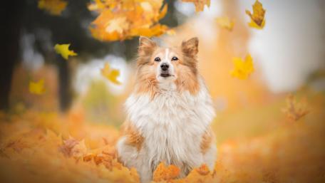 Joyful Sheltie in Autumn Leaves wallpaper