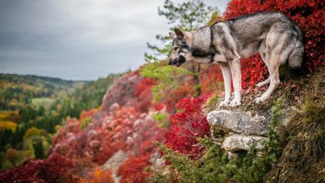 Majestic Wolf Overlooking Autumn Landscape wallpaper