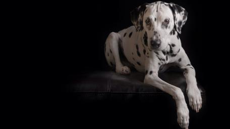 Elegant Dalmatian on a Dark Sofa wallpaper