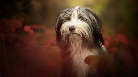 Tibetan Terrier Among Autumn Leaves wallpaper