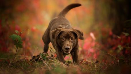 Joyful chocolate lab exploring autumn colors wallpaper