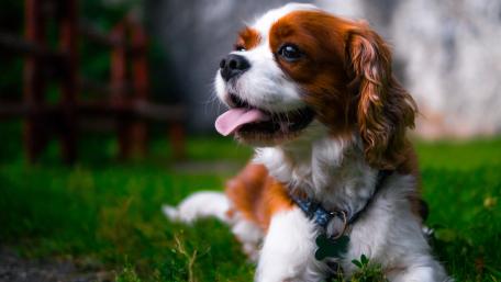 Charming Cavalier King Charles Spaniel on Green Grass wallpaper