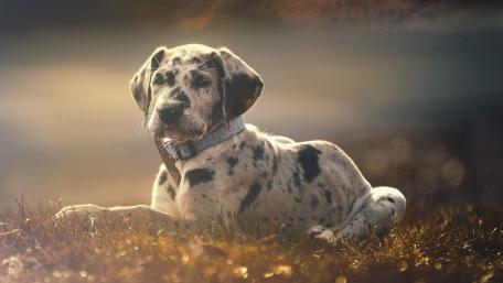 Great Dane wallpaper