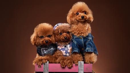 Miniature Poodles wallpaper