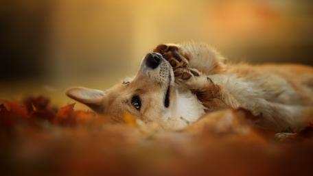 Playful Corgi Enjoys Autumn Leaves wallpaper