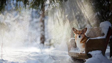 Winter Corgi in a Snowy Wonderland wallpaper