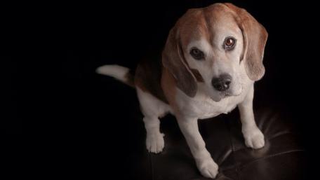 Adorable Beagle Puppy Staring Curiously wallpaper