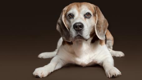 Beagle in a Relaxed Pose wallpaper