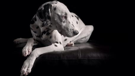 Elegant Dalmatian in a Dramatic Setting wallpaper