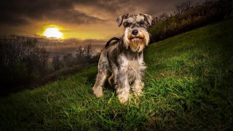 Miniature Schnauzer wallpaper