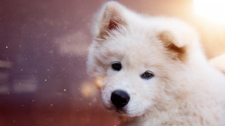 Samoyed wallpaper