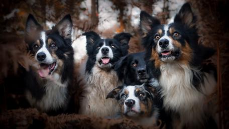 Border Collies wallpaper