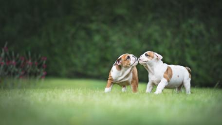 Playful English Bulldogs Enjoying a Sunny Day on the Grass wallpaper