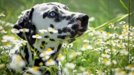 Dalmatian in a Flower Field with Bright Eyes wallpaper