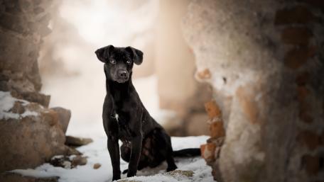 Black Dog in a Winter Landscape wallpaper