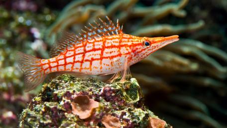 Tropical fish wallpaper