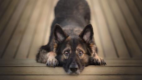Gentle Gaze of a German Shepherd Dog wallpaper