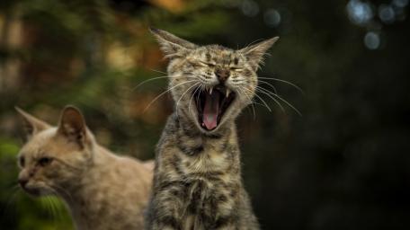 Playful Cats in a Yawn Moment wallpaper