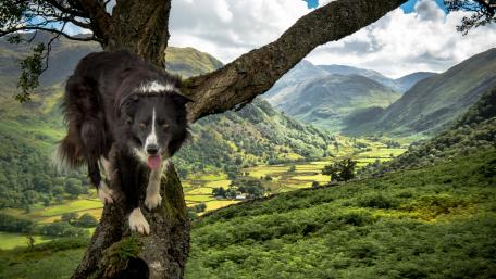 Majestic Border Collie in Nature's Embrace wallpaper