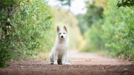 Adorable White Puppy in Nature wallpaper