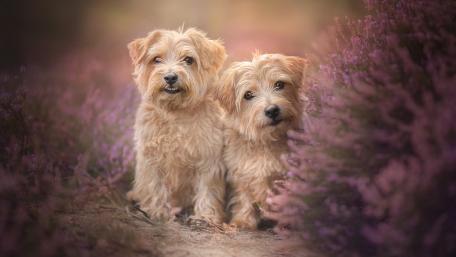 Charming Norfolk Terriers Surrounded by Blossoms wallpaper