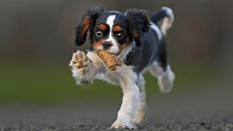 Joyful King Charles Spaniel with a Toy Running Free wallpaper