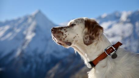 Majestic Dog in the Mountains wallpaper