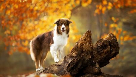 Autumn Canine Adventure wallpaper