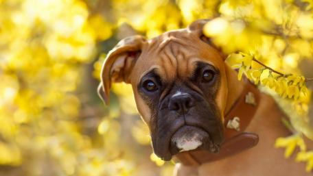 Boxer Dog Surrounded by Yellow Blooms wallpaper