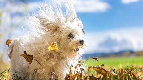 Joyful Havanese Dog Running Free in Nature wallpaper
