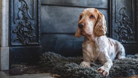 Charming English Cocker Spaniel Relaxing Indoors wallpaper