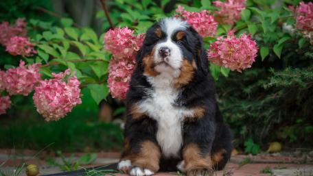 Adorable Bernese Mountain Dog Puppy Among Flowers wallpaper