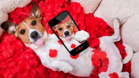 Adorable Jack Russell Terrier Taking a Selfie with Petal Splendor wallpaper