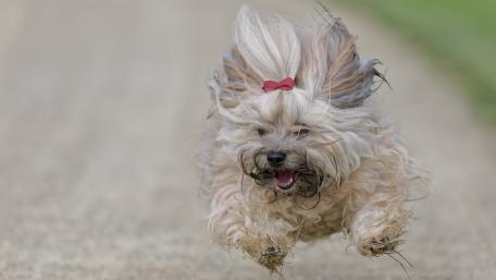Joyful Havanese Dog in Motion wallpaper