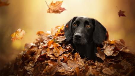 Autumn Bliss with a Black Dog in Leaves wallpaper