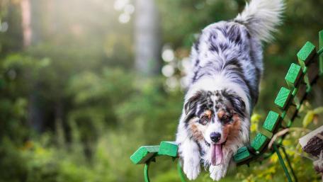 Playful Australian Shepherd on a Green Bench in Nature wallpaper