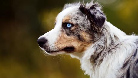 Australian Shepherd with Striking Blue Eyes wallpaper