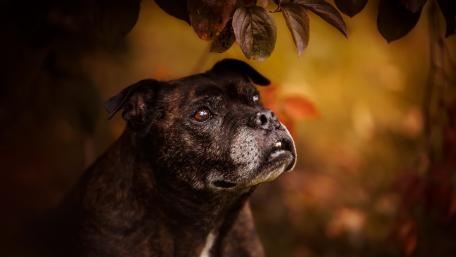 Loyal Companion in Autumn Glow wallpaper