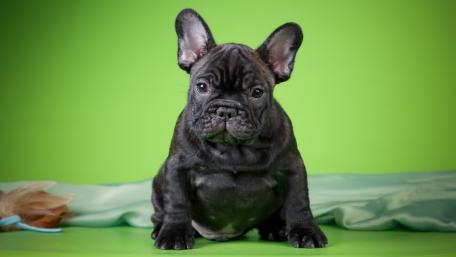 Adorable Black French Bulldog Puppy Wallpaper wallpaper