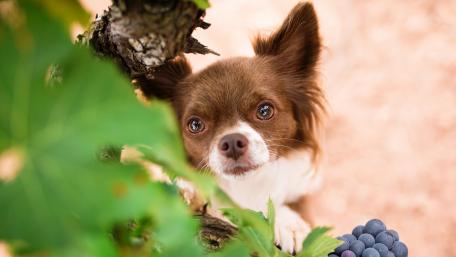 Charming Papillon in Nature's Embrace wallpaper