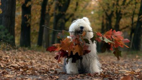 Playful Bobtail Dog Enjoying Autumn Leaves wallpaper