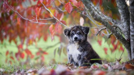 Adorable Puppy Among Colorful Leaves wallpaper