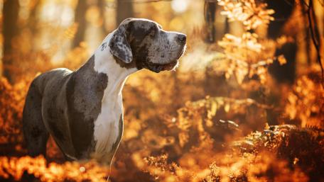 Majestic Great Dane in Autumn Forest Scene wallpaper