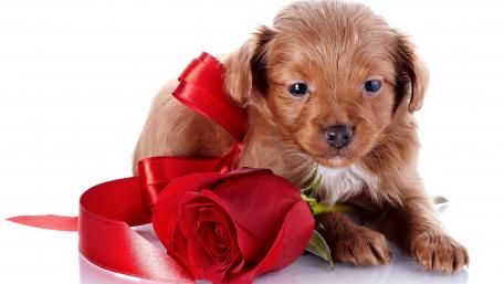 Cute Puppy with Red Rose for a Charming Touch wallpaper