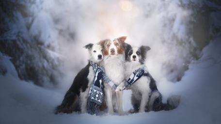 Winter Wonderland with Collies in Scarves wallpaper