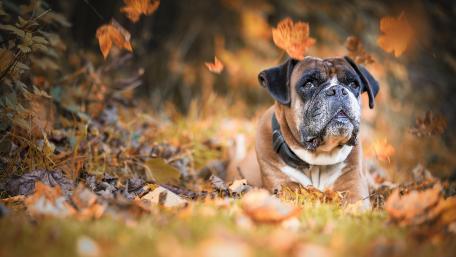 Autumn Boxer in Falling Leaves wallpaper