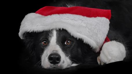 Festive Border Collie in a Santa Hat wallpaper